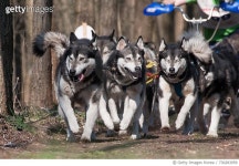 730283959 | 게티이미지코리아 | View Of Dogs Running In Forest Royalty-Free 이미지