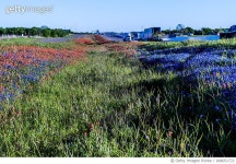 664051772 | 게티이미지코리아 | Texas  Indian Paintbrush wildflowers along a Texas highway. Royalty-Free 이미지