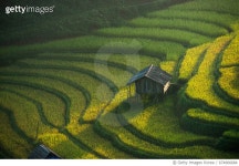 674966684 | 게티이미지코리아 | Rice terraces at Mu Cang Chai, Vietnam Royalty-Free 이미지