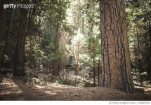 685669540 | 게티이미지코리아 | Sequoia National Park, California, USA Royalty-Free 이미지