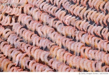 685765594 | 게티이미지코리아 | Sun drying shrimp (tight) Royalty-Free 이미지