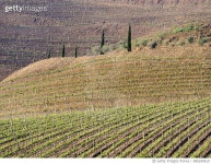 686184610 | 게티이미지코리아 | Vineyards in the Douro Valley of Portugal 2 Royalty-Free 이미지