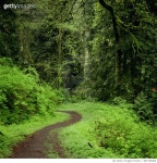 687155868 | 게티이미지코리아 | Winding trail in Forest Park, Portland, Oregon Royalty-Free 이미지