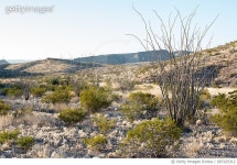 687225312 | 게티이미지코리아 | Big Bend National Park, West Texas, USA Royalty-Free 이미지