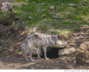 688170530 | 게티이미지코리아 | Wolf guarding a Den Royalty-Free 이미지