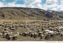 689666428 | 게티이미지코리아 | Mongolian on horse with herd of sheep on the Bayanbulak Grassland,China Royalty-Free 이미지
