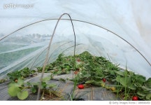 689940450 | 게티이미지코리아 | Perspective of strawberry lines under greenhouse Royalty-Free 이미지