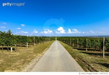 693376710 | 게티이미지코리아 | Road trought the vineayrd Royalty-Free 이미지