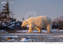 693572582 | 게티이미지코리아 | golden bear Royalty-Free 이미지