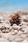 693853984 | 게티이미지코리아 | A mediterranean pinecone Royalty-Free 이미지