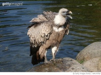 694170768 | 게티이미지코리아 | Bathing Griffon Vulture Royalty-Free 이미지