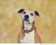 695538994 | 게티이미지코리아 | Old Dog poses pretty Royalty-Free 이미지