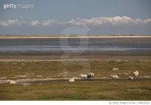 696029224 | 게티이미지코리아 | Landscape on Sylt island Royalty-Free 이미지