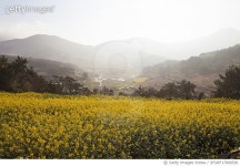 SFURF17000536 | 게티이미지코리아 | 유채밭,청산면,청산도,완도군,전남 Royalty-Free 이미지