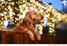 728760229 | 게티이미지코리아 | Dog leaning on wooden fence in front of illuminated structure Royalty-Free 이미지