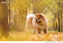 728760413 | 게티이미지코리아 | Brown dog in forest Royalty-Free 이미지