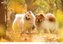 728760537 | 게티이미지코리아 | Two dogs in forest Royalty-Free 이미지