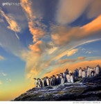 728764149 | 게티이미지코리아 | Colony of penguins standing on rock, Antarctica Royalty-Free 이미지