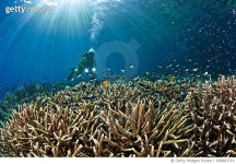 689863714 | 게티이미지코리아 | Marine life of Raja Ampat, West Papua, Indonesia. Rights-Managed 이미지