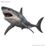 730139357 | 게티이미지코리아 | Great White Shark isolated on white background. Royalty-Free 이미지