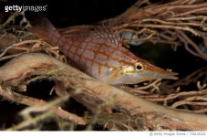 730145105 | 게티이미지코리아 | Longnose hawkfish perched on fan coral, Maldives. Royalty-Free 이미지