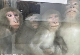 대만 문화대학교 기숙사 건물의 원숭이들