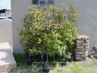 라쿠텐 - レッドロビン　H1100〜1300　10本　【RCP】 05P03Dec16