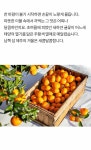 매거진>달콤함이 무르익은 효돈 마을 감귤