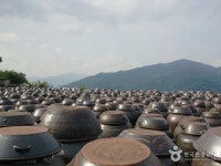  버스   봄꽃  광양 섬진강 매화/화개장터/구례 산수유 꽃 (당일) : 인터파크투어 