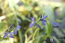 Korea National Arboretum and Forest Museum (Gwangneung Forest) (국립수목원 (광릉숲)) - Sightseeing - Korea travel and tourism... 