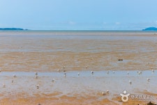 솔숲과 갈대밭을 거닐다 - 주변 여행 및 근처 관광 명소 - 국내 여행 정보와 관광 명소 정보