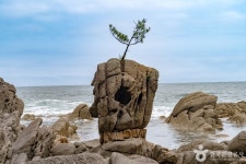송지호 해안 서낭바위 (강원평화지역 국가지질공원) - 주변 여행 및 근처 관광 명소 - 국내 여행 정보와 관광 명소 정보