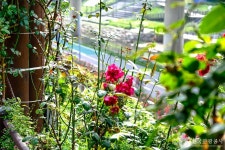 중랑장미공원 - 주변 여행 및 근처 관광 명소 - 국내 여행 정보와 관광 명소 정보