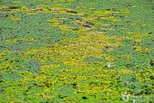 금곡소류지 관광 정보와 주변 관광 명소 및 근처 맛집 여행 정보