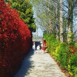 홍가시나무 천국 페스티벌 최신 축제 공연 행사 정보와 주변 관광 명소 및 근처 맛집 여행 정보