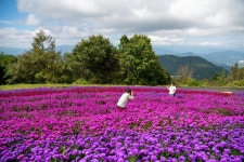 안의원조갈비집 음식점 정보와 주변 관광 명소 및 근처 맛집 여행 정보