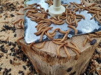 여주곤충박물관 문화 정보와 주변 관광 명소 및 근처 맛집 여행 정보