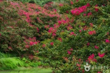 담양 명옥헌 원림 관광 정보와 주변 관광 명소 및 근처 맛집 여행 정보