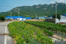 비금도 내촌마을 옛 담장 관광 정보와 주변 관광 명소 및 근처 맛집 여행 정보