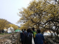 Icheon Sansuyu Village (이천 산수유마을) - Sightseeing - Korea travel and tourism information