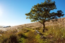黄梅山郡立公園（황매산군립공원） - 観光 - 韓国旅行・観光情報