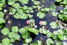 보은강 연꽃방죽 관광 정보와 주변 관광 명소 및 근처 맛집 여행 정보