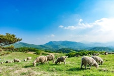 대관령양떼목장 관광 정보와 주변 관광 명소 및 근처 맛집 여행 정보