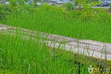 대천한내돌다리 관광 정보와 주변 관광 명소 및 근처 맛집 여행 정보