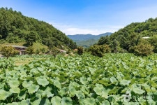 봉화산사 관광 정보와 주변 관광 명소 및 근처 맛집 여행 정보