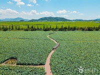 무안회산백련지 관광 정보와 주변 관광 명소 및 근처 맛집 여행 정보