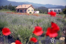 Hani Lavender Farm (하늬라벤더팜) - Sightseeing - Korea travel and tourism information