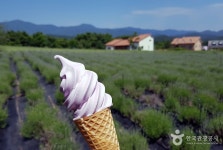 Hani Lavender Farm (하늬라벤더팜) - Sightseeing - Korea travel and tourism information