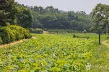 연희자연마당 관광 정보와 주변 관광 명소 및 근처 맛집 여행 정보