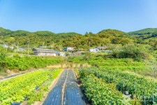 궁항마을 - 주변 여행 및 근처 관광 명소 - 국내 여행 정보와 관광 명소 정보